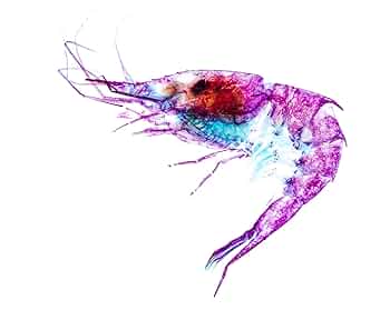 大特価☆数量限定☆透明骨格標本 11本セット レア 深海生物含む 大特価☆数量限定☆透明骨格標本 11本セット レア 深海生物含む
